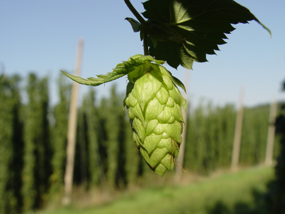 Malt